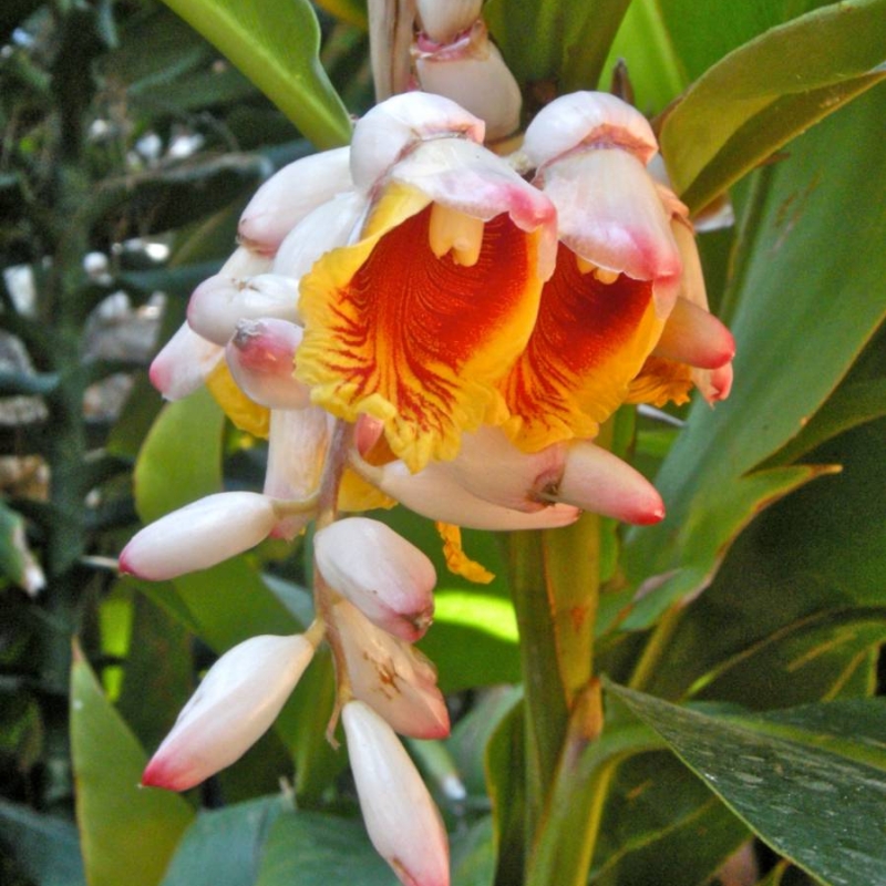 Shell Ginger Alpinia zerumbet
